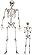 Life Size Human Skeleton Halloween Decoration Value 2 Pack- Adult 5' 4" & Child 2' - Articulated Movable Limbs, Weather...