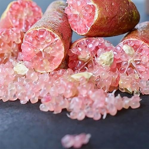 Miniatura 5 de QAUZUY GARDEN 20 semillas de lima australiana, lima caviar, semillas de frutas sin OMG, árbol frutal exótico tropical perenne, alto rendimiento y