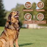 Wildfang® Olive Bâtons à mâcher en bois pour chiens, L – Jouets de Chew Tough pour les Chewers Agressifs, Jouets pour Chew Puppy pour les dents, Formation pour les Muscles de Chewing, Bâton de bois d'olive pour les chiens 25 kg (paquet de 1)