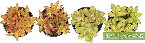 Miniatura 9 de Plantas suculentas Sedum de 1 cuarto de galón, plantas vivas de interior, plantas de interior o exteriores, 4 unidades, plantas de sedum vivas,