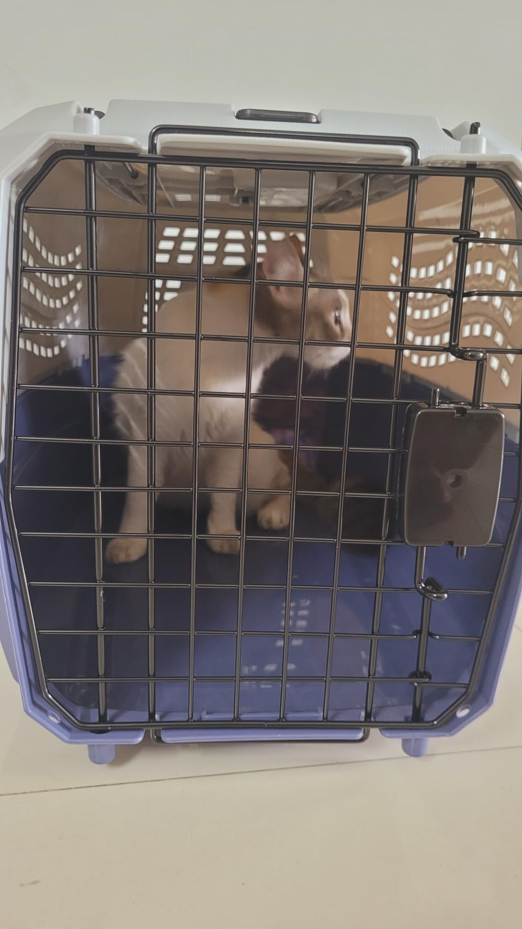 amazon basics Two Door Top Load Pet Kennel (23inch) Amazon.in Pet