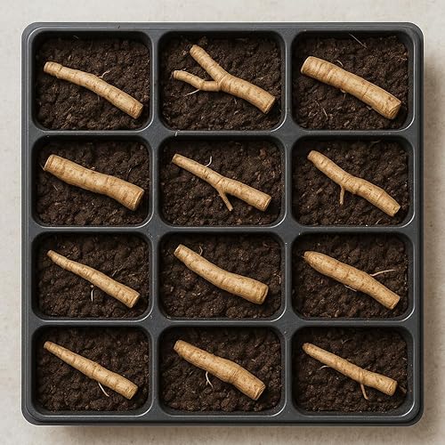 Miniatura 4 de Bocking 14 Consuelda - 12 esquejes de raíz para crecer | por Marsh Creek Farmstead