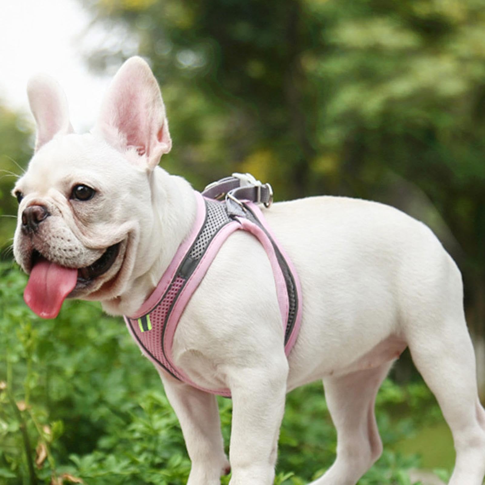 Pettorina E Guinzaglio Per Gatti Muecleao | Regolabile | Riflettente | Antifuga - Foto 11