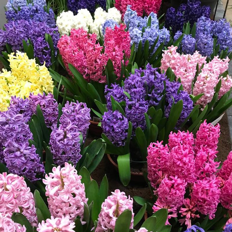 50-Pack Mixed Hyacinth Bulbs – Fragrant Spring Flowers in Assorted Colors – Ideal for Beds & Containers – Bulk Spring-Blooming Flowers – Easy Fall Planting - Plant in Gardens & Borders - Willard & May