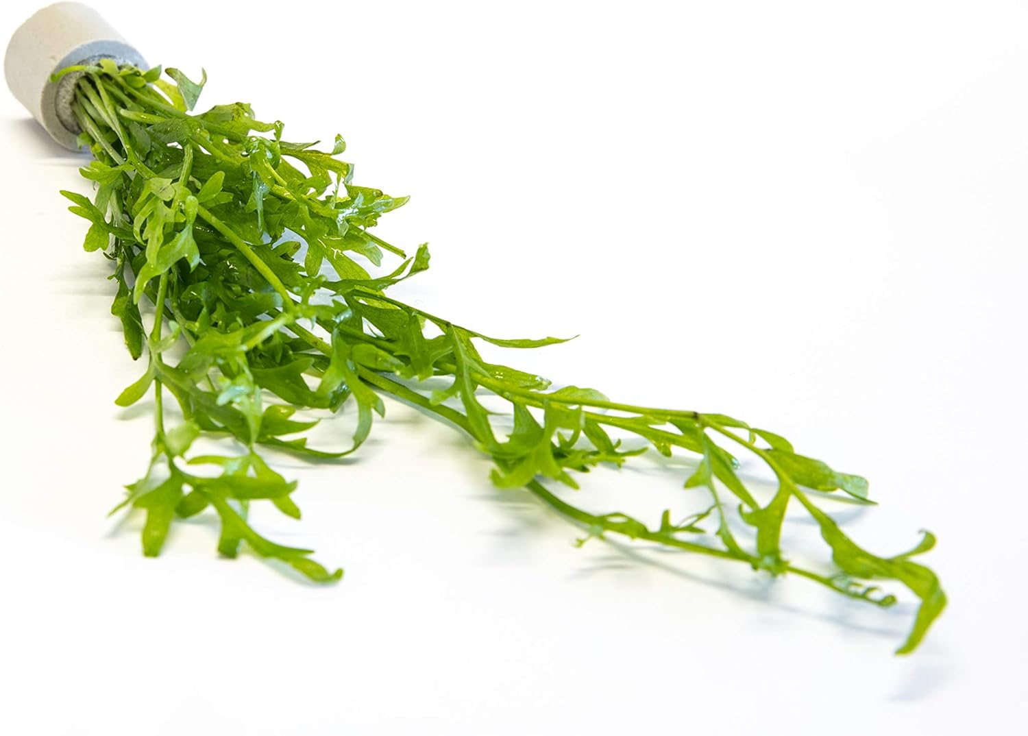 Live Plants - Aquariums & Accessories - Fish & Aquatic Pets - Pet Supplies - Categories