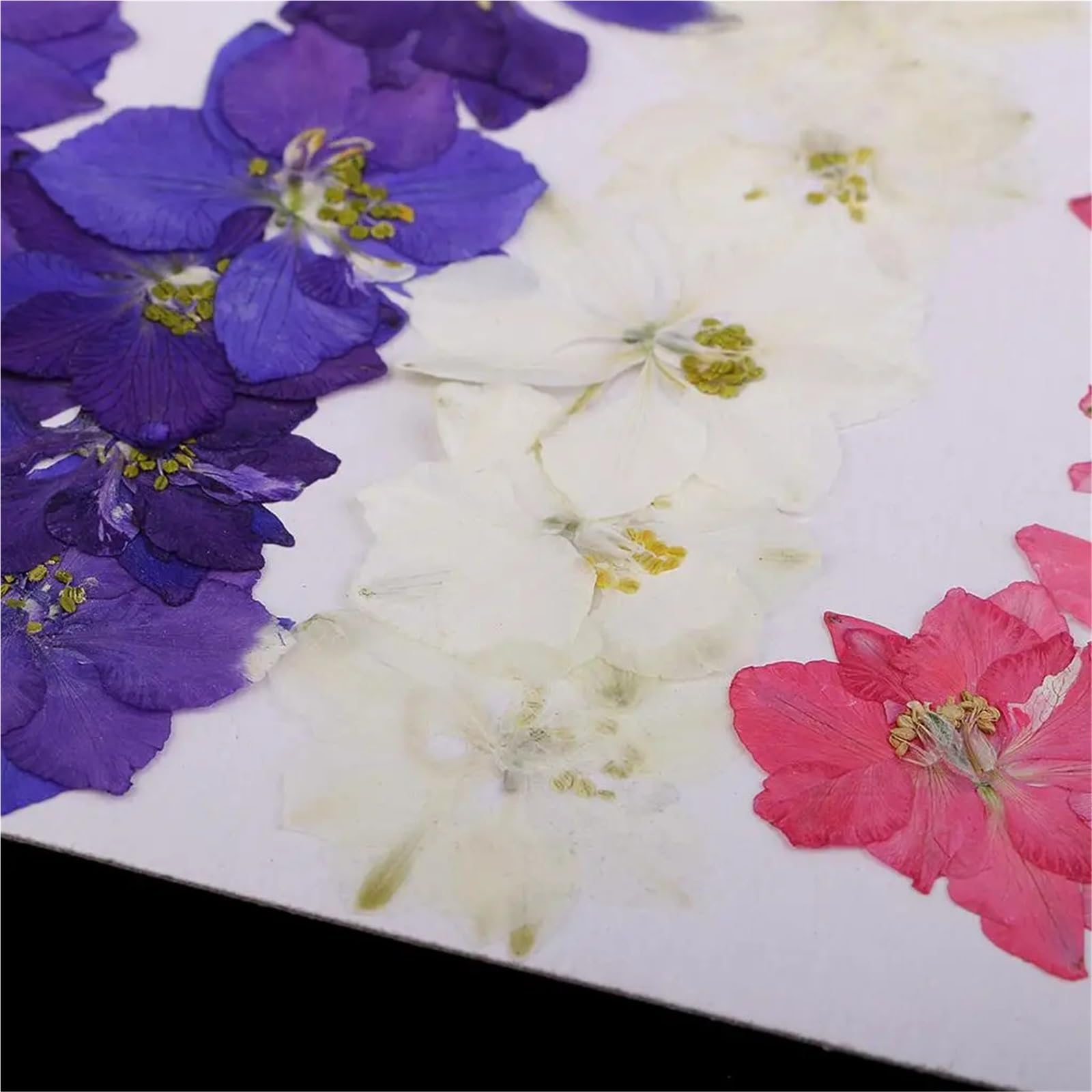 Gepresste Blumen Gepresste Trockenblumen
