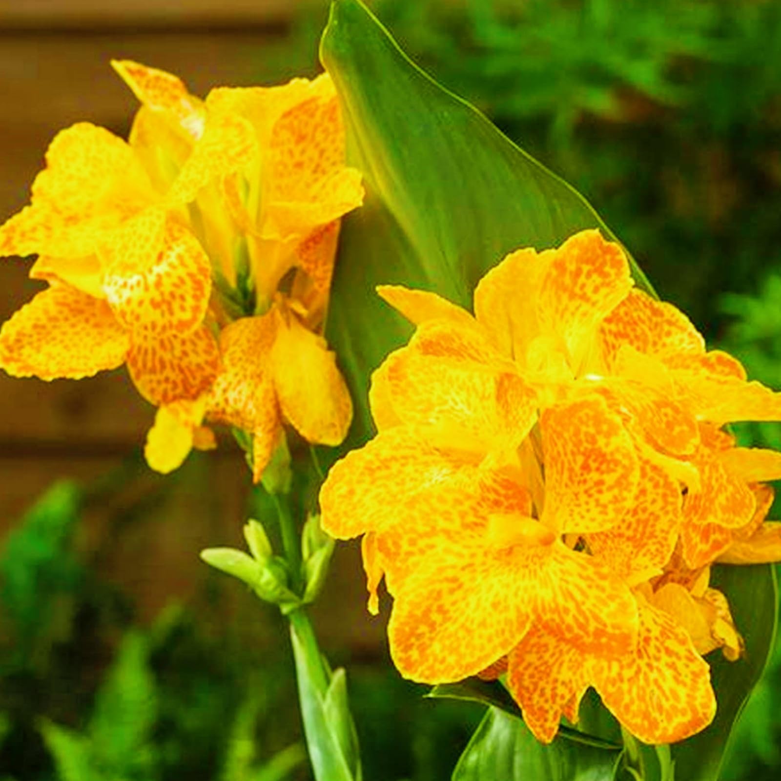Canna Plants for Planting UK/Canna Lily Plant Root Excellent Display Indoor Perennial Balcony Garden Bulbs Can Be Potted-2bulbs-J