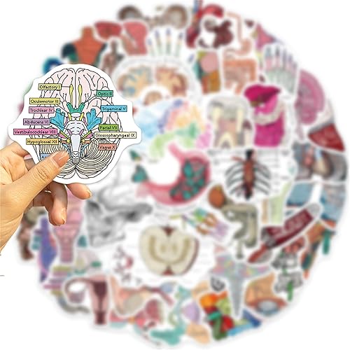 Miniatura 3 de 50 calcomanías de biología para órganos del cuerpo humano, anatomía y fisiología humana, herramientas de estudio de órganos del cuerpo, músculos,