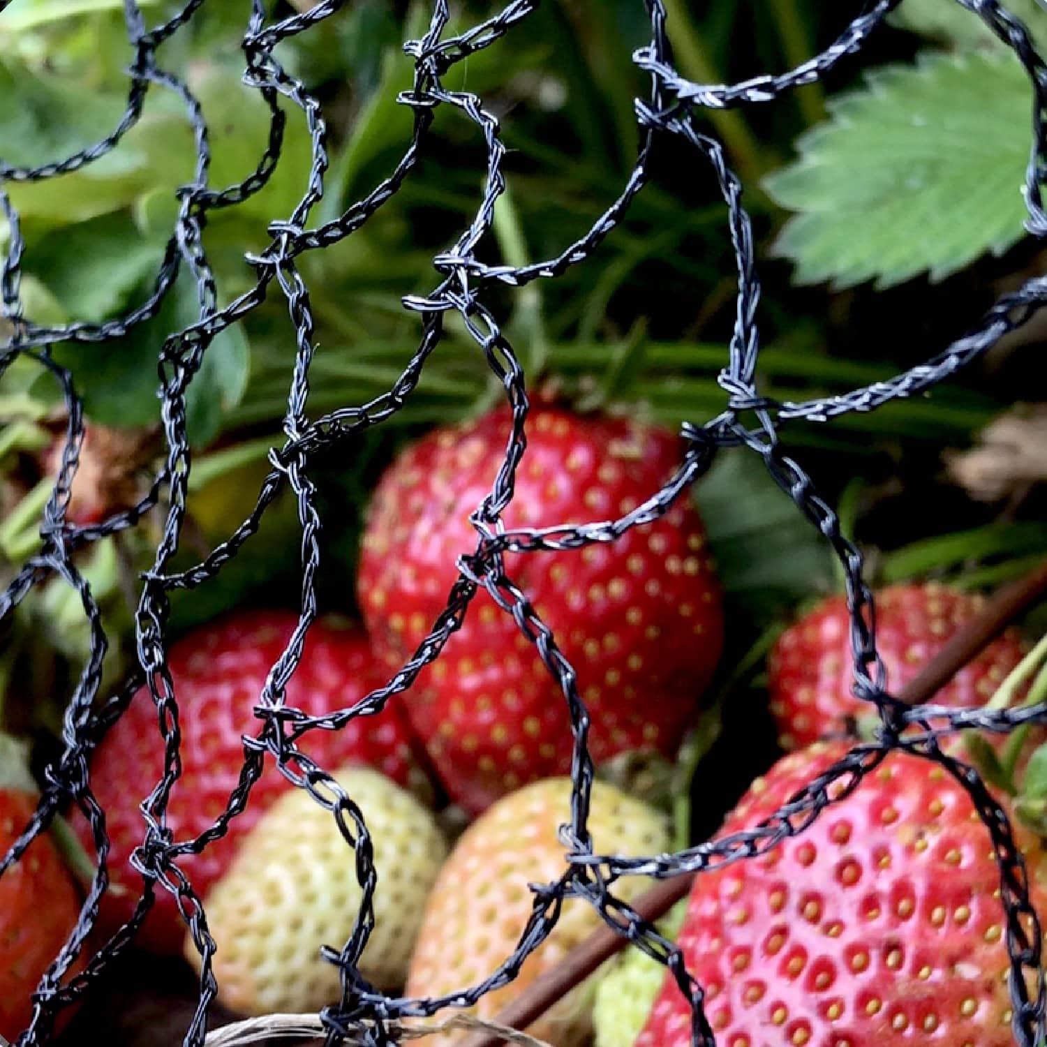 Elixir Gardens Anti Bird Netting 1m 2m 4m 6m 8m 10m 12m 14m 20m Net Fruit Pond Koi Fish | 6m x 80m | Cage, Vegetable Patch | 2m - 100m Lengths Available | Seagull, Pigeon, Magpie Deterrent