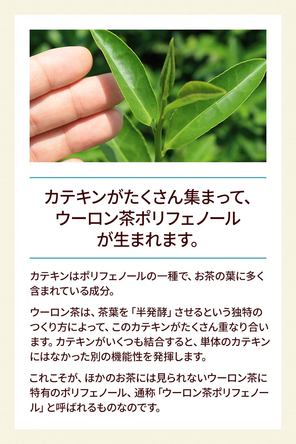 Amazon.co.jp: サントリー烏龍茶 ウーロン茶 340g×24本 : 食品・飲料・お酒