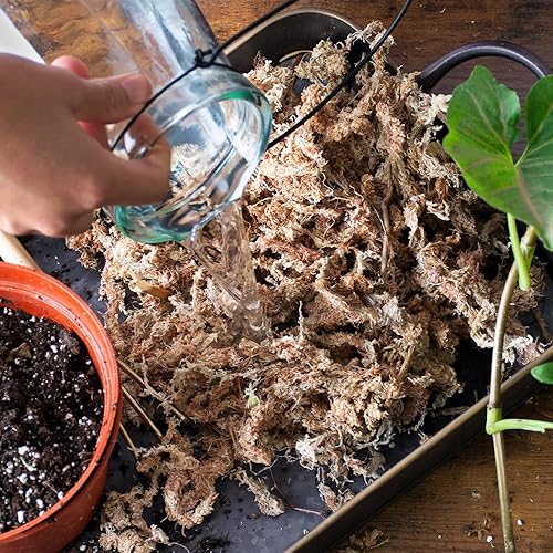 Miniatura 29 de SuperMoss - Musgo seco para orquídea sphagnum seco