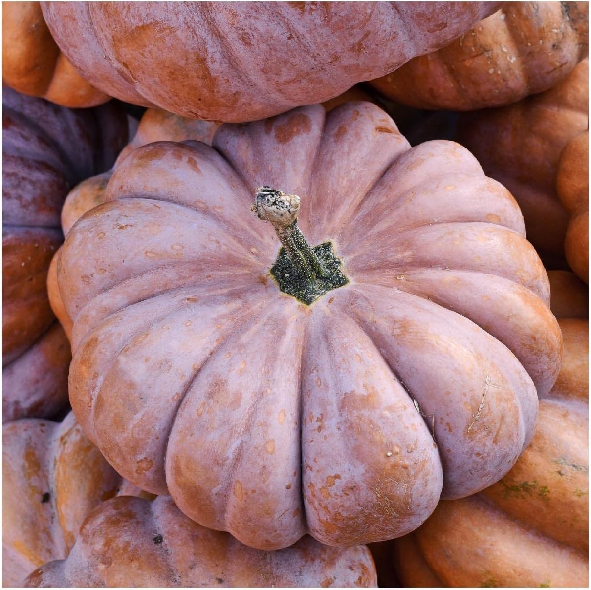 Everwilde Farms - 1/4 Lb Musquee de Provence Pumpkin Seeds - Gold Vault