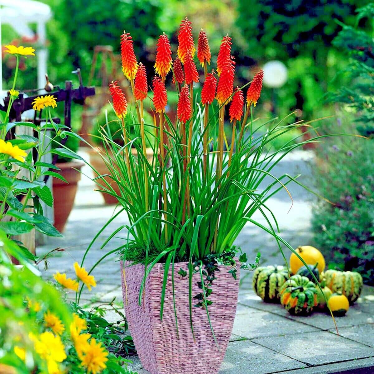 花火菊 チェリー♪2ポット 花火菊 チェリー♪2ポット 花火菊 チェリー♪2ポット 花火菊