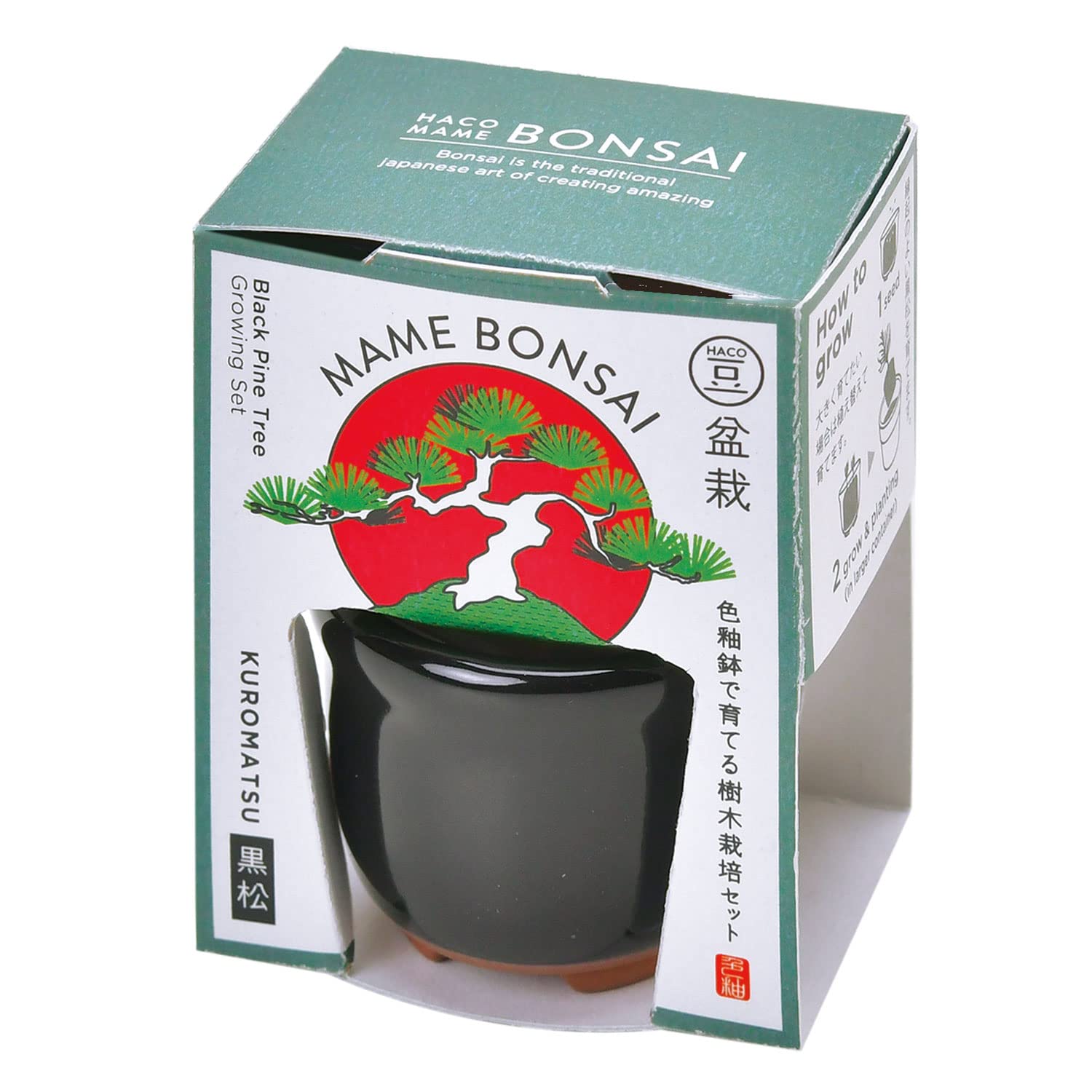⭐　アート盆栽　2個セット Amazon.co.jp: 聖新陶芸 栽培セット HACO MAME 盆栽 黒/黒松 GD