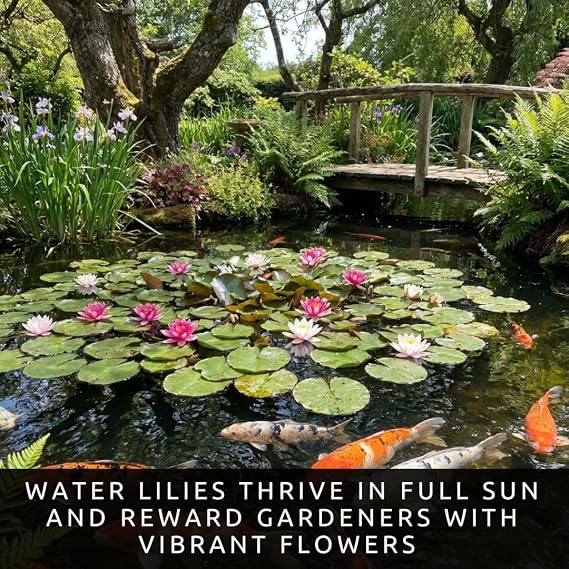 3 Hardy Water Lily Rhizomes for Planting Pond & Water Garden Roots
