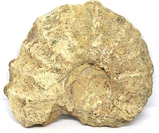 Ammonite Acanthoceras Split Polished Fossil Texas 96 MYO w/Label #16241 13o