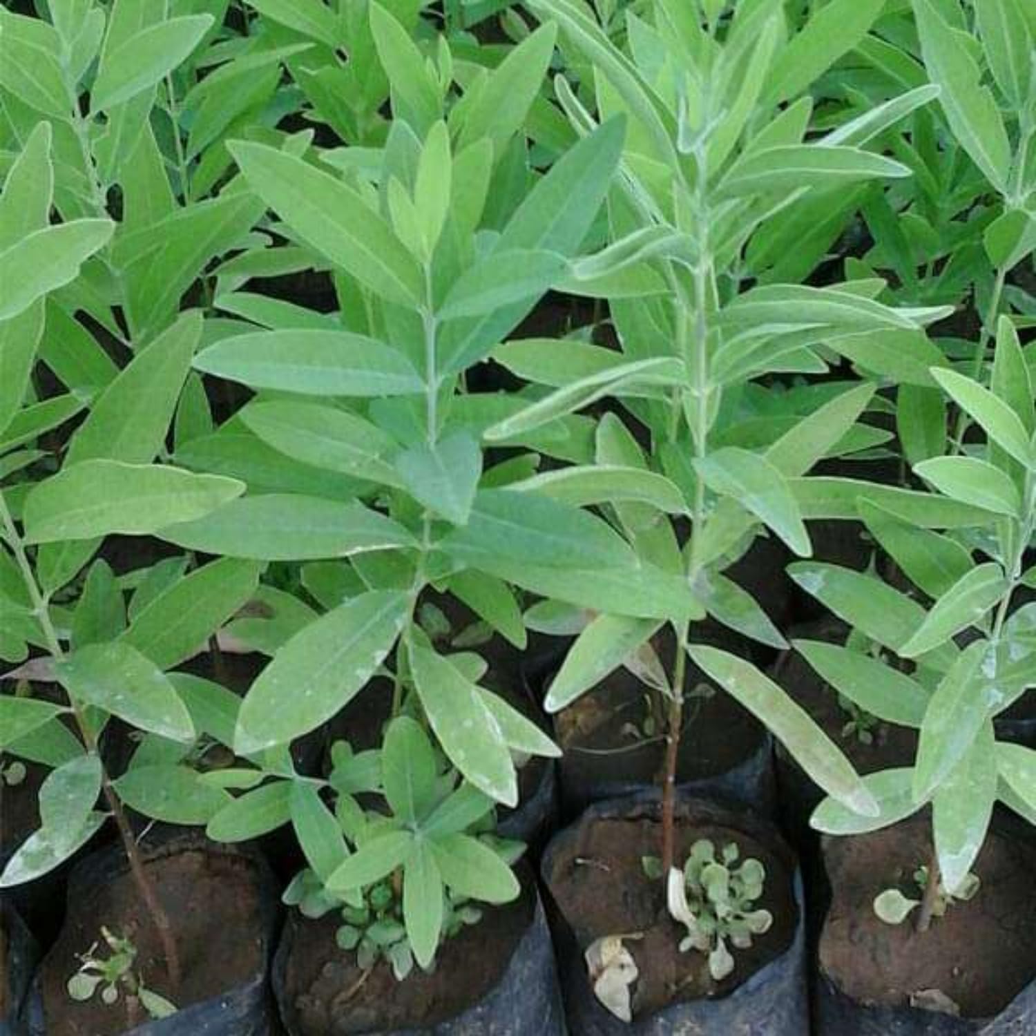 Hug A Plant | White Sandal Wood Plant/Chandanam (Santalum album) Ornamental Live Plant (Home & Garden) (B0CBBXXY65) Amazon Price History, Amazon Price Tracker
