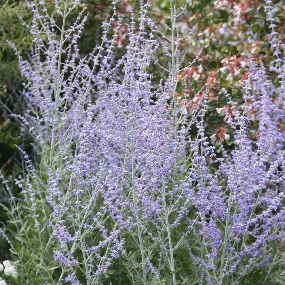 Plant Theory 9cm Pot Perovskia Blue Spire Russian Sage Outdoor Shrub Plants