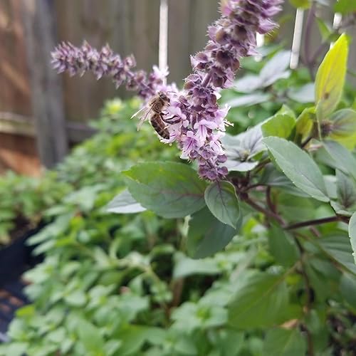 CHUXAY GARDEN Blue Spice Semillas de albahaca 100 semillas de albahaca azul africana perenne, plantas culinarias altamente fragantes