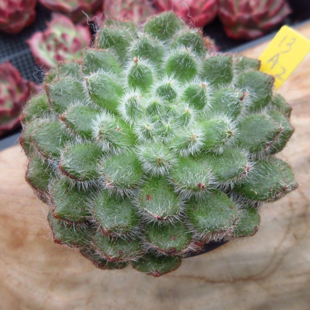 Amazon.co.jp: 多肉植物 アビユ 大苗 レア苗 韓国苗 美苗 農園直売