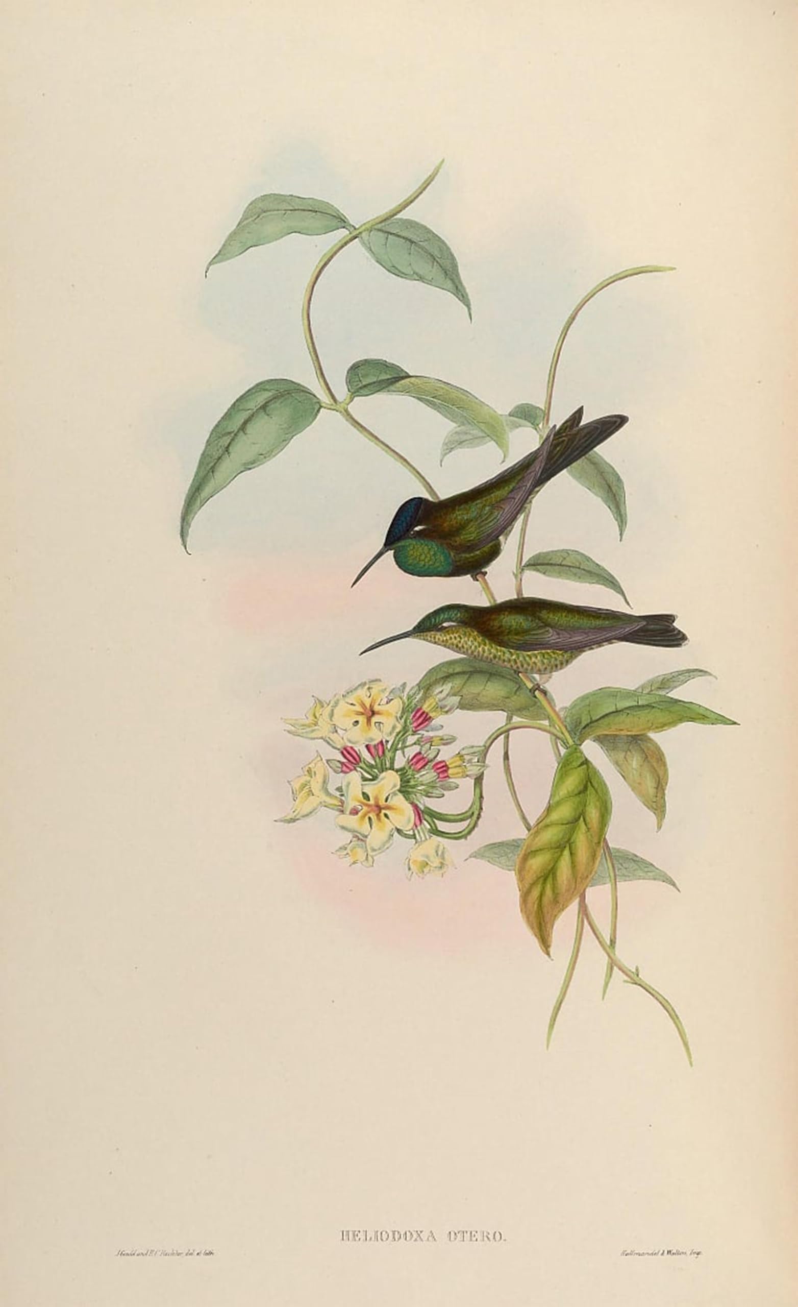 ARTXLXXBN Famous Prints Artwork Pictures Poster Painting Art Animal Bird Heliodoxa Otero Heliodoxa Leadbeateri by John Gould Artwork Landscape Pictures for Home Decor 60x90cm