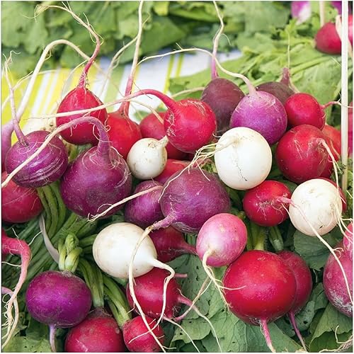 Miniatura 42 de Seed Needs Semillas de rábano para plantar rábanos sandía, reliquia sin OMG y sin tratar, cultiva un huerto cultivado en casa, cultivos para clima