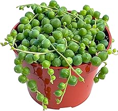 Live Succulent (4" String of Pearls), Succulents Plants Live, Succulent Plants Fully Rooted, Rare House Plant for Home Office Decoration, DIY Projects, Party Favor Gift by The Succulent Cult