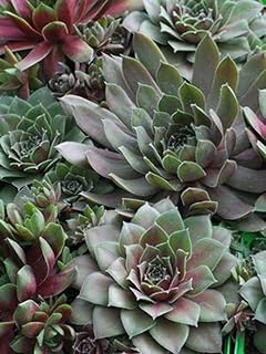 Perennial Farm Marketplace Sempervivum 'Hot Mix' (Hens & Chicks) Perennial, 1 Quart, Green/Red/Tan Foliage