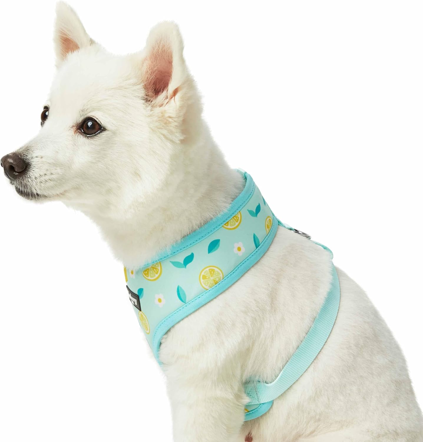 Blueberry Pet Zesty Fruit Dog Harness Vest, Adjustable Small Size, Neck 15 1/4”, Chest 16”-21”, Refreshing Lemon Print, Summer Dog Harness