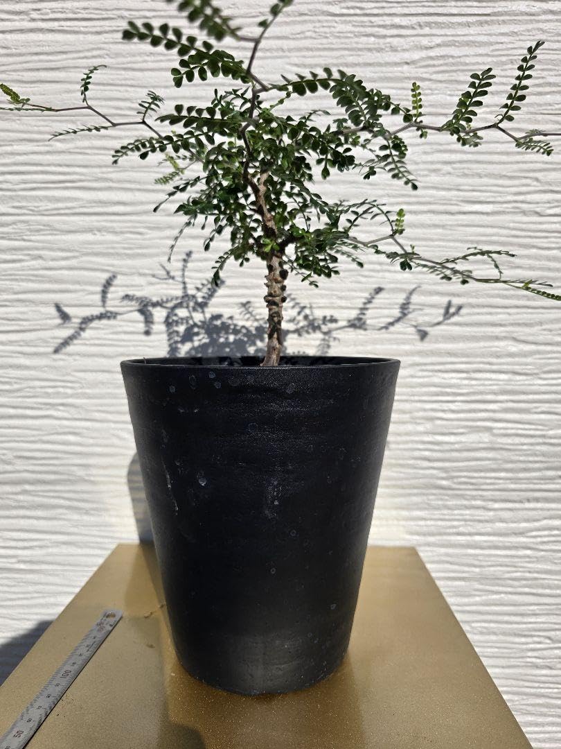 オペルクリカリア・パキプス　実生 Amazon.co.jp: オペルクリカリア パキプス 実生 4年 ホビーグッズ : ホビー