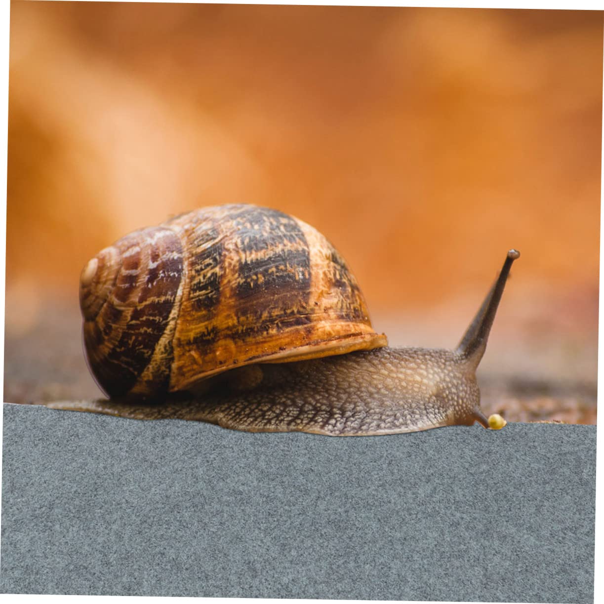Milisten 2pezzi Tappetino per Rettili Liner per Terrario Materiale di qualità Facile da Pulire per Tartarughe e Lucertole Protezione Sicura e Comoda per Habitat Reptilian