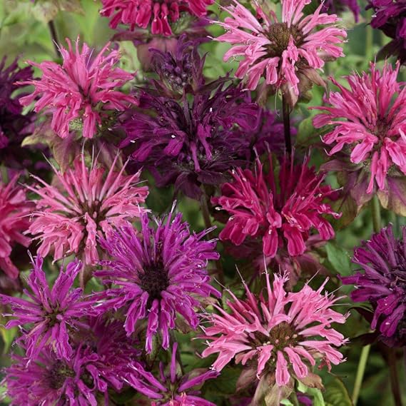 20 + Bee Balm Mixed Flower Seeds by OrginBud