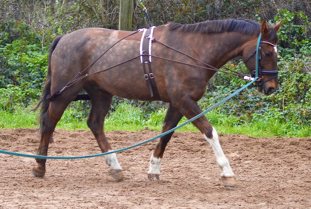 Aces Equine HORSE LUNGING TRAINING AID PESSOA STYLE WITH BODY ROLLER ONE SIZE BLACK AND BROWN