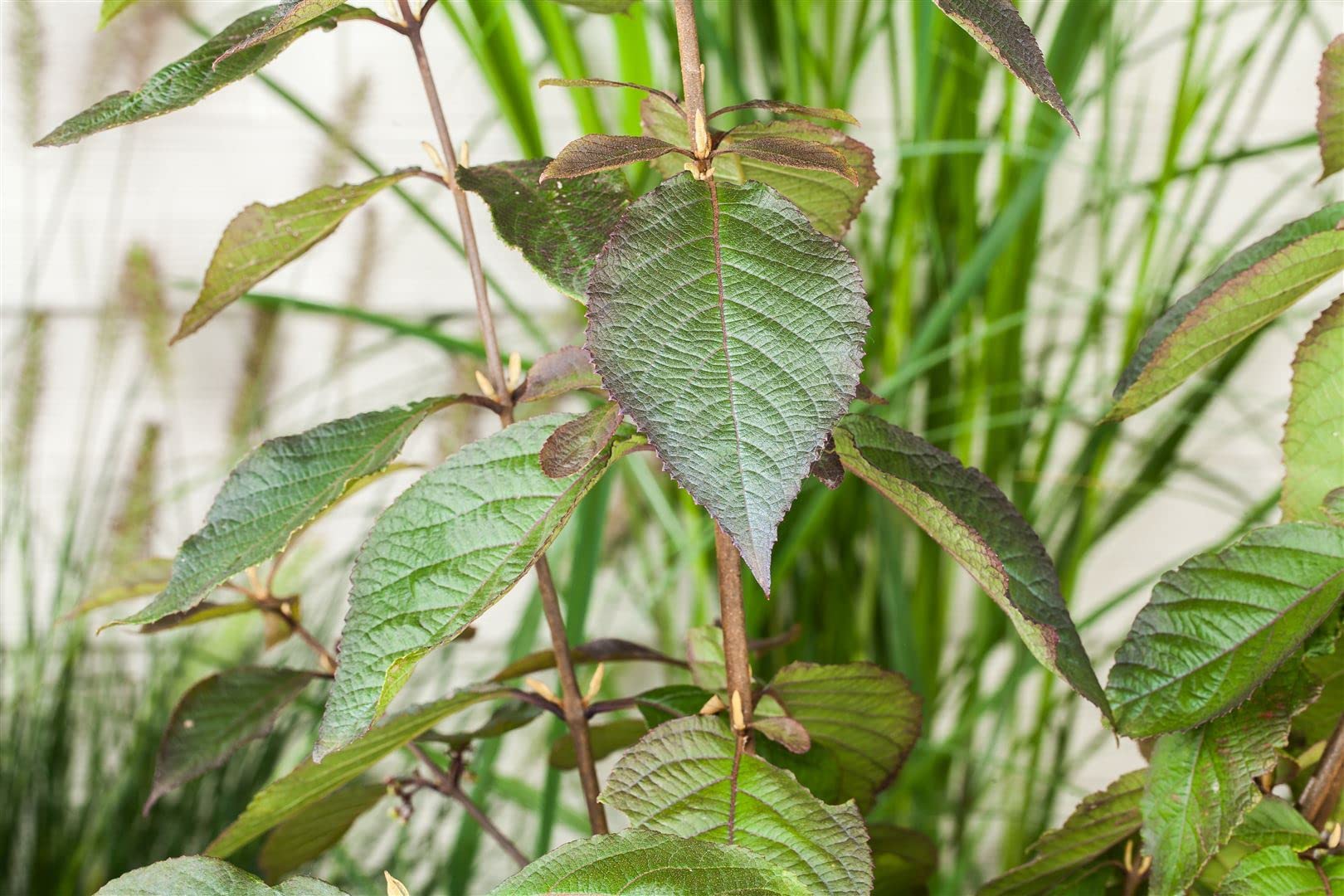Liebesperlenstrauch Callicarpa bodinieri Profusion 125-150 cm winterhart