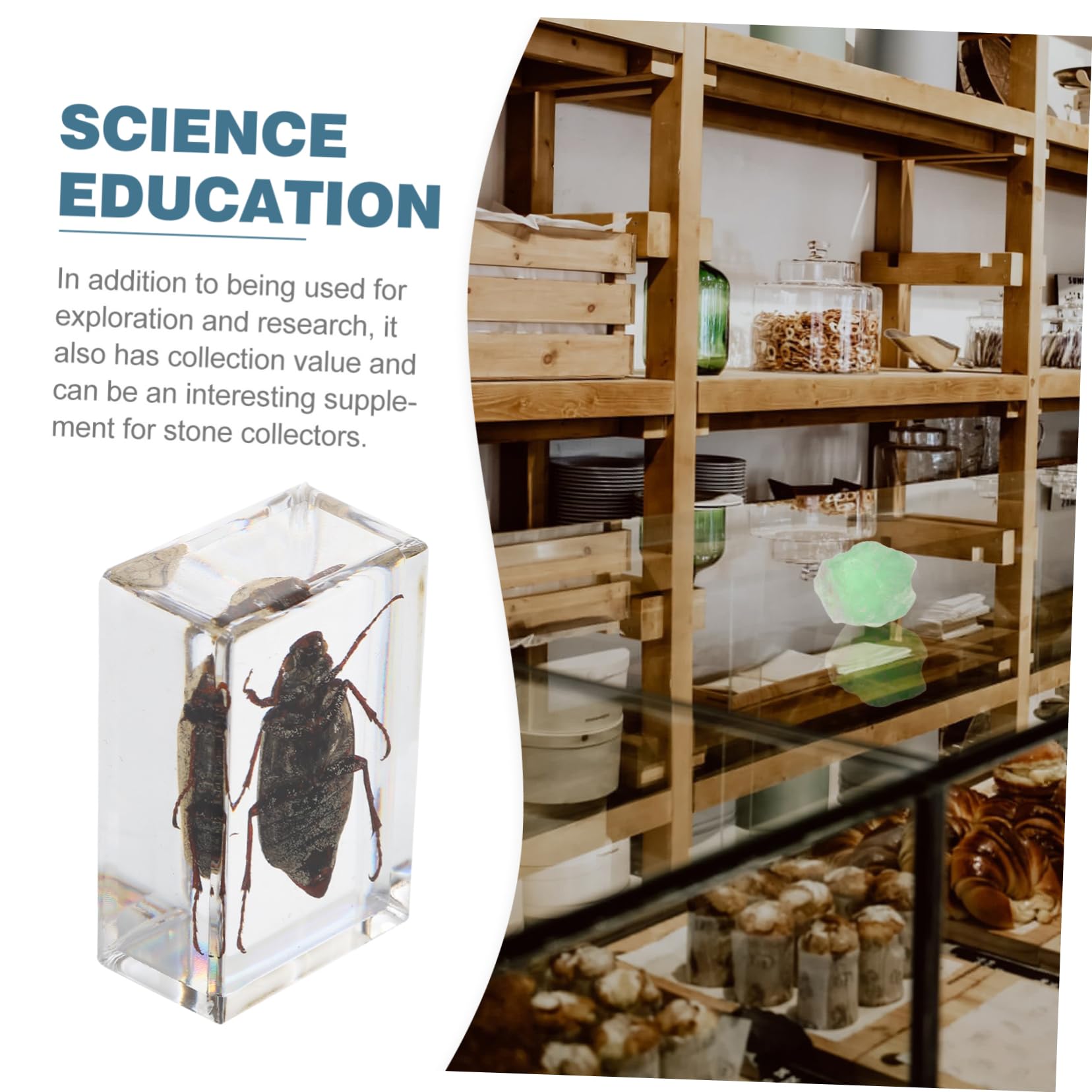 Homoyoyo Cockchafer Amber Specimen Creative Resin Specimen for Office Decorations Unique Crystal Present for Boys and Girls