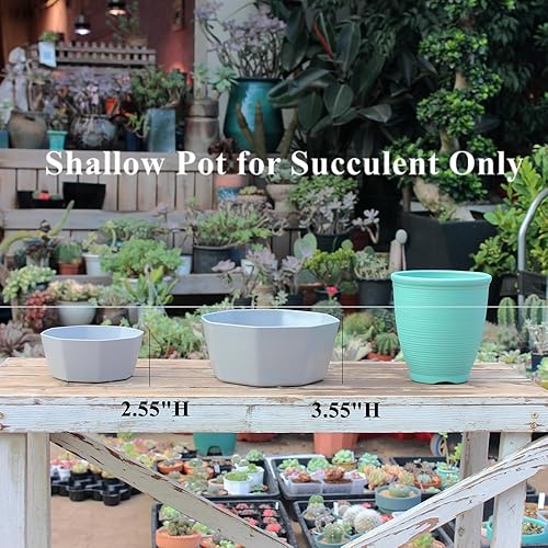 Miniatura 7 de BangQiao Paquete de 8 macetas de plástico poco profundas de 8.00 pulgadas y 5.90 pulgadas, recipiente octágono con bandeja para suculentas, cactus
