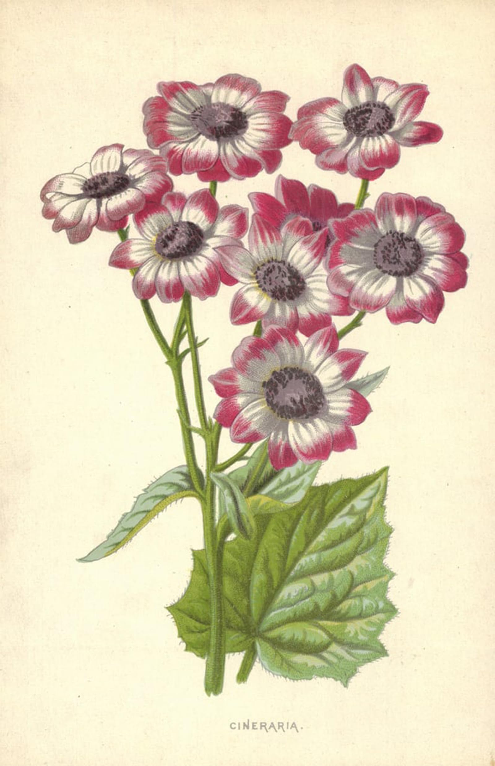 ARTXLXXBN Famous Prints Artwork Pictures Poster Painting Art Cineraria by Frederick Edward Hulme Artwork Landscape Pictures for Home Decor 60x90cm