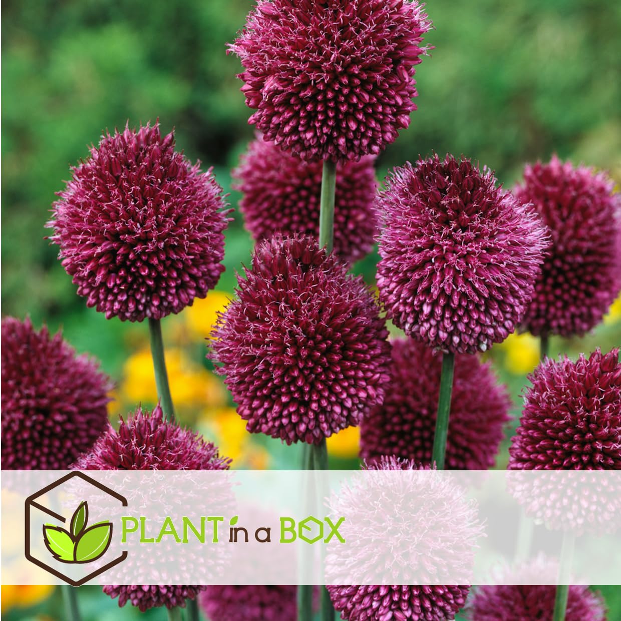 Plant in a Box - Bulb Garden Colourfu - Bulbos x250 - Mezcla Alegre de Bulbos de Flores - Tulipán - Anémona - Allium - Muscari