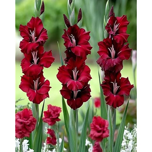 Gladiolus Flower Bulbs Dark Maroon Pack of 5