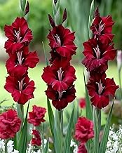 Radha Krishna Agriculture® Gladiolus Flower Bulbs All session Imported Vearty for Home and Gardening Pack of 5 bulbs (DARK MAROON)