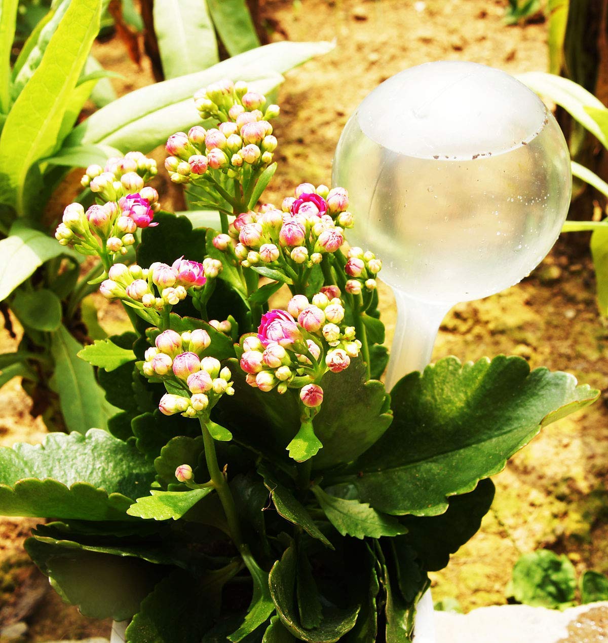 None branded Auto Self Watering Plant Bulbs, Unbreakable Plastic Balls Indoor Plants Watering Device, Watering Globes for Plant (Large, Clear) (1pc)