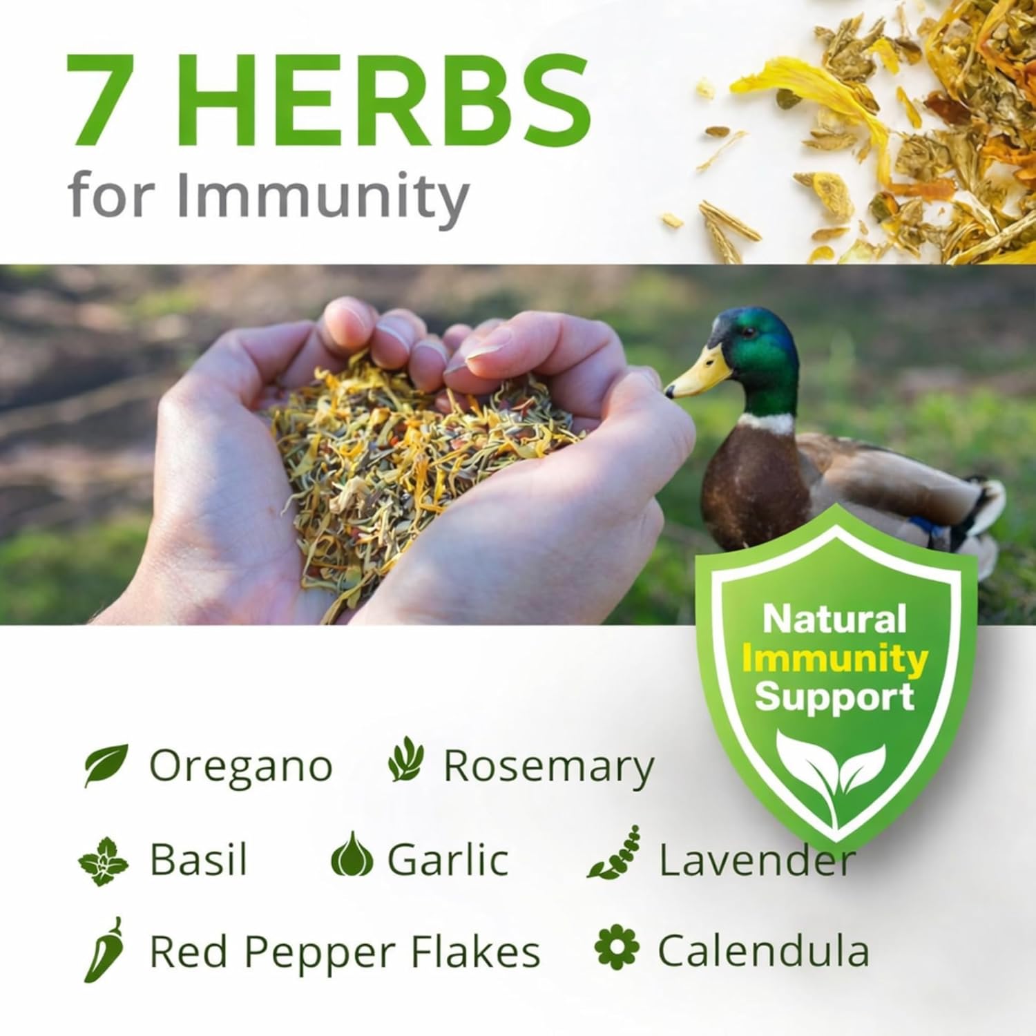 Buff Clucks Herb Supplement for Ducks - Natural Waterfowl Treat, Botanical Duck Feed Additive, Plant-Based Flock Support for Egg Production, Feather Health & Daily Wellness, Handcrafted in USA (12 oz)