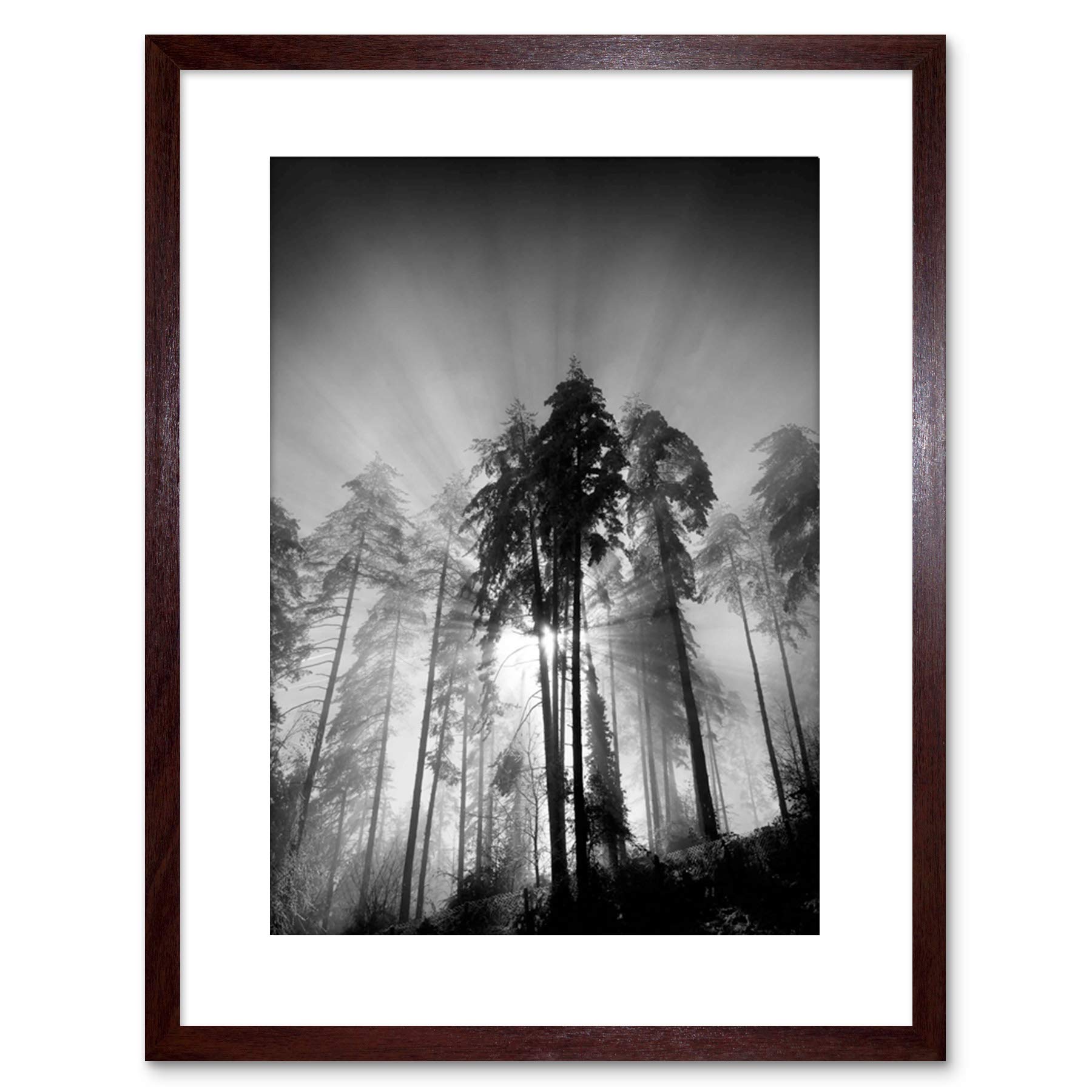 Wee Blue Coo 9x7 '' TREES LIGHT FOG BLACK WHITE FRAMED ART PRINT PICTURE MOUNT PHOTO F97X1561