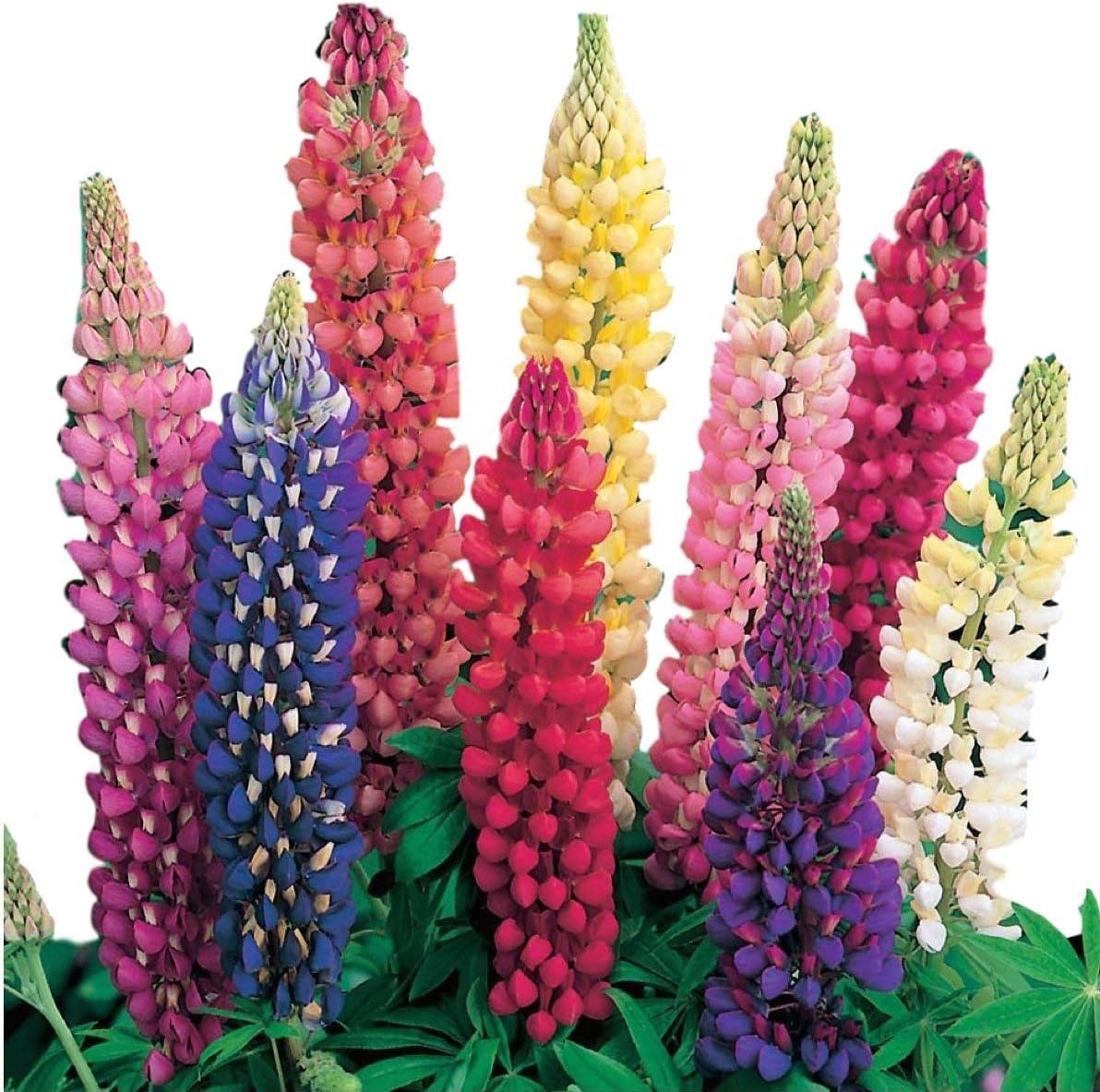 Russel Lupine Mix Seeds - Perennial Flower - Attracts Pollinators - Non-GMO