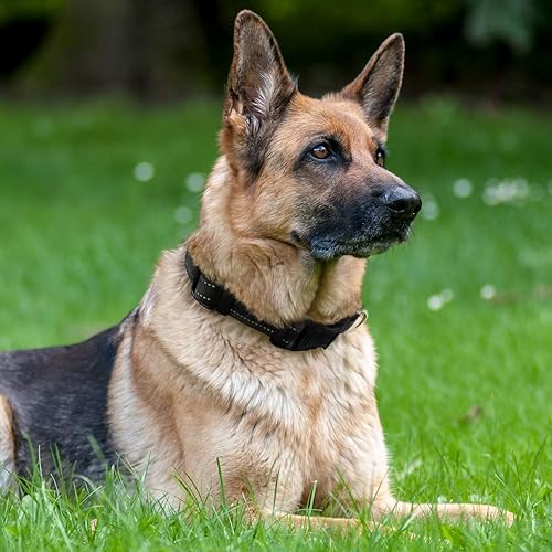 Miniatura 2 de Collar para perro con hebilla, de nailon transpirable, reflectante, ajustable, para perros pequeños, medianos y grandes, negromediano