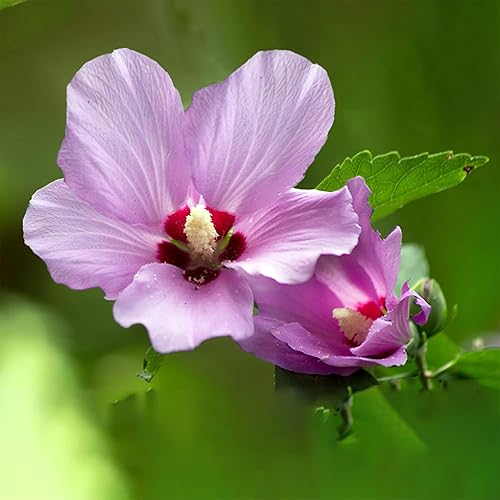 Miniatura 2 de Rose of Sharon Hibiscus - Planta viva orgánica con trasplante de raíces Arbusto Temporada de otoño e invierno: sin hojas. Espere que la planta cobre