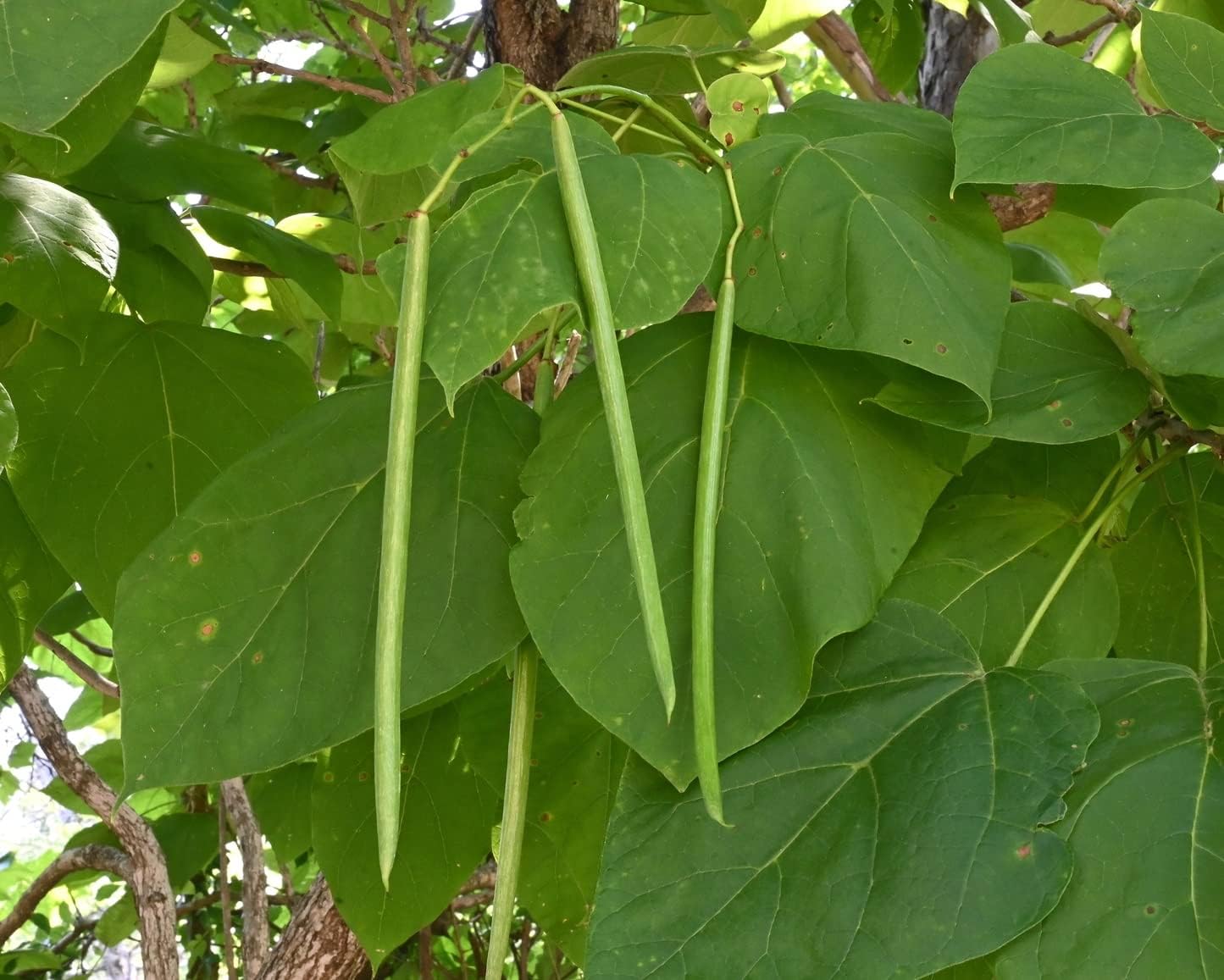 What Tree Looks Like A Catalpa at Jeremy Cahoon blog