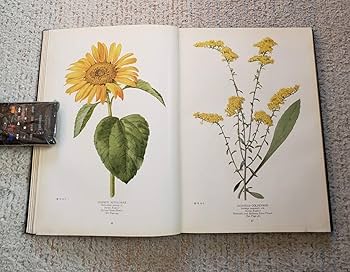 Amazon | 1924年 米国 野生植物図鑑『The Book of Wild Flowers