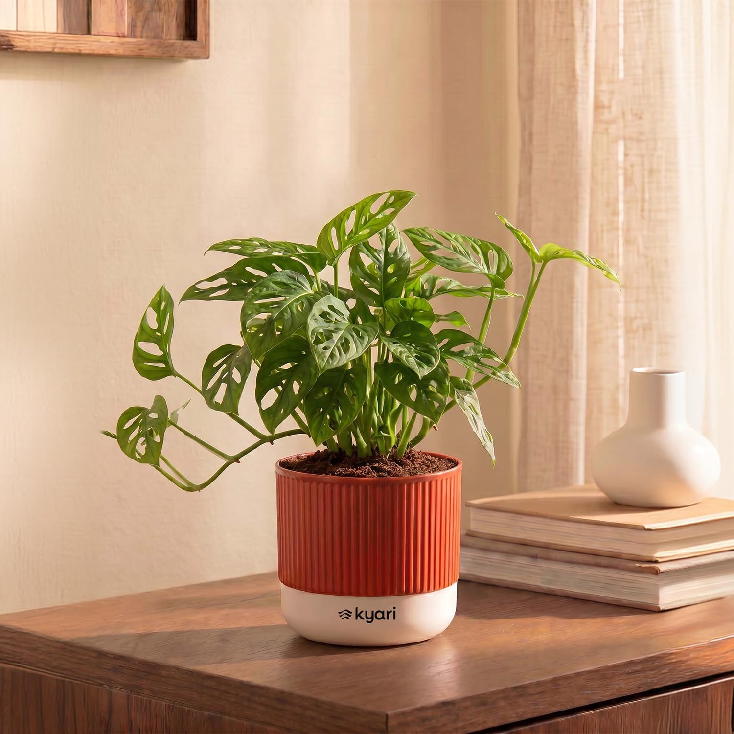Kyari Philodendron Broken Heart Plant with Red Brick Self Watering Pot-image-2