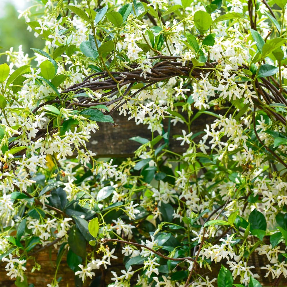 Trachelospermum jasminoides - Star Jasmine Plant, Fragrant Evergreen Climber – 3X 3 Litre Potted Plant by Thompson & Morgan